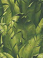Green Tropical Banana Leaves Wallpaper NW31000 by Nextwall Wallpaper for sale at Wallpapers To Go