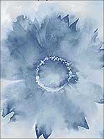 Watercolor Sunflower Navy Blue Wallpaper NW35602 by NextWall Wallpaper for sale at Wallpapers To Go