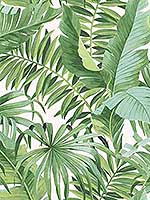 Alfresco Green Tropical Palm Wallpaper 296924136 by A Street Prints Wallpaper for sale at Wallpapers To Go