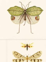 Entomology Brown Taupe Wallpaper WTG-264946 by Mind the Gap Wallpaper for sale at Wallpapers To Go