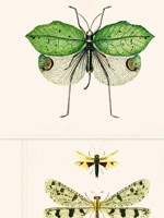 Entomology Green Taupe Wallpaper WTG-264947 by Mind the Gap Wallpaper for sale at Wallpapers To Go