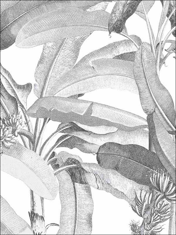 Polynesian Leaves Black and White Wallpaper MH36533 by Patton Norwall Wallpaper for sale at Wallpapers To Go
