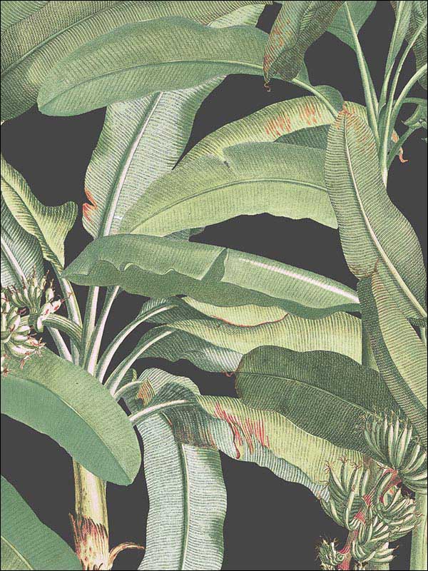 Polynesian Leaves Black Green Wallpaper MH36535 by Patton Norwall Wallpaper for sale at Wallpapers To Go