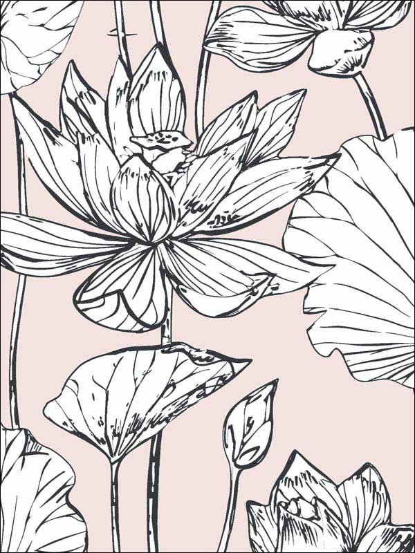 Lotus Floral Blush and Ebony Wallpaper NW33101 by NextWall Wallpaper for sale at Wallpapers To Go